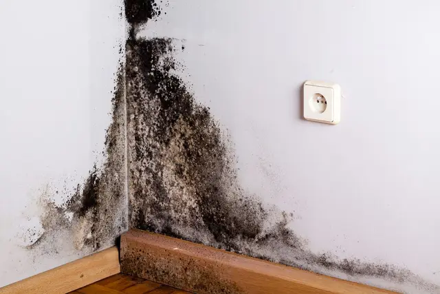 Ground Up Foundation Repair, Waterproofing and Concrete Leveling inspecting significant mold growth in a basement corner.