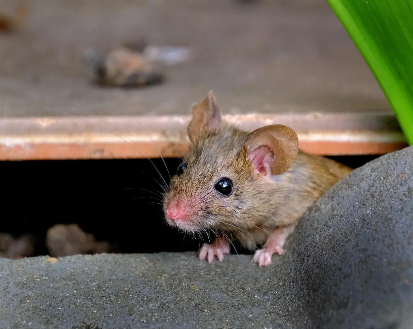 Ground Up Foundation Repair, Waterproofing and Concrete Leveling inspecting a rodent in a crawl space, a sign of pests.