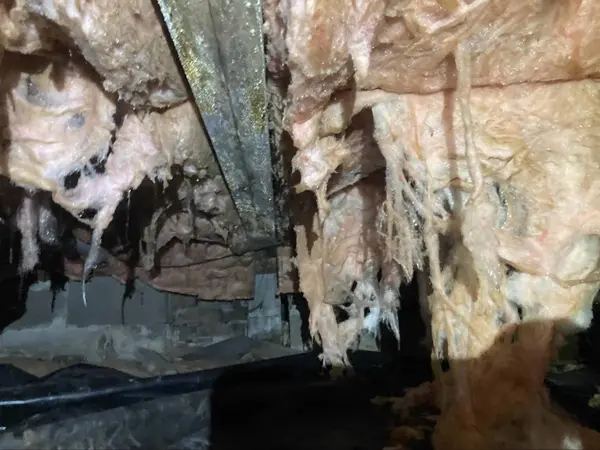 Severe mold growth on deteriorated insulation in a crawl space.
