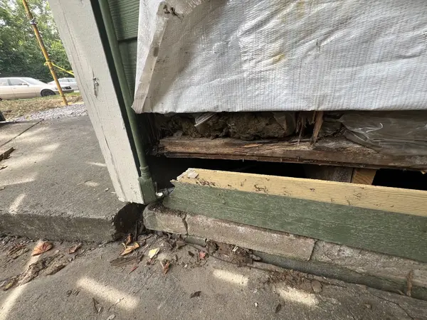 A rotted sill plate exposed at the slab line during replacement.